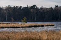 Allein stehend stark