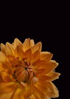 Die Gelbe Dahlie Nahaufnahme