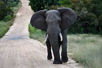 Elephant in the national kruger park