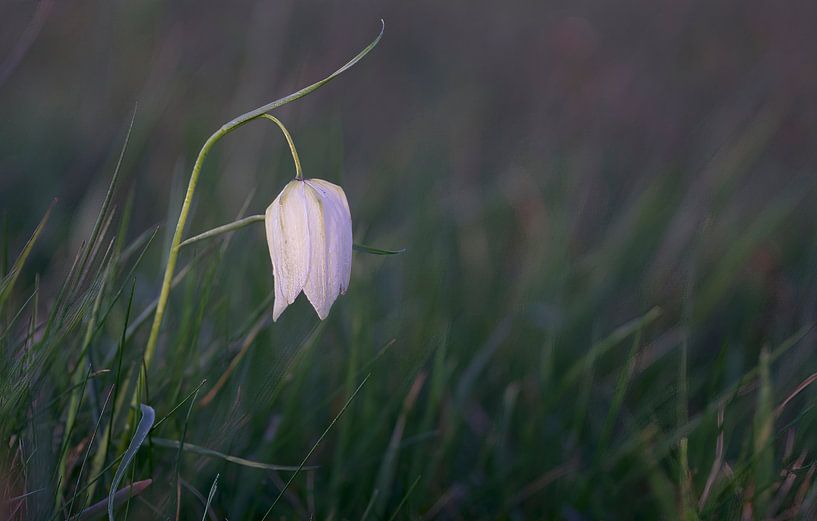 White Lapwing by Ronald Kromkamp