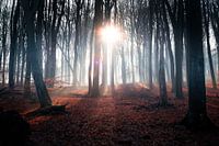 Morning walk in foggy autumn forest