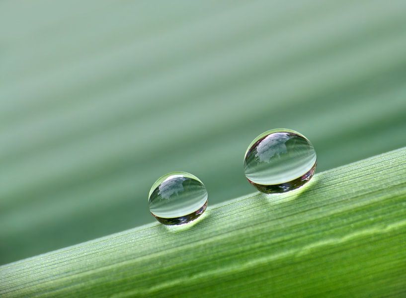 Nur die zwei....(Tropfen in grün) von Caroline Lichthart