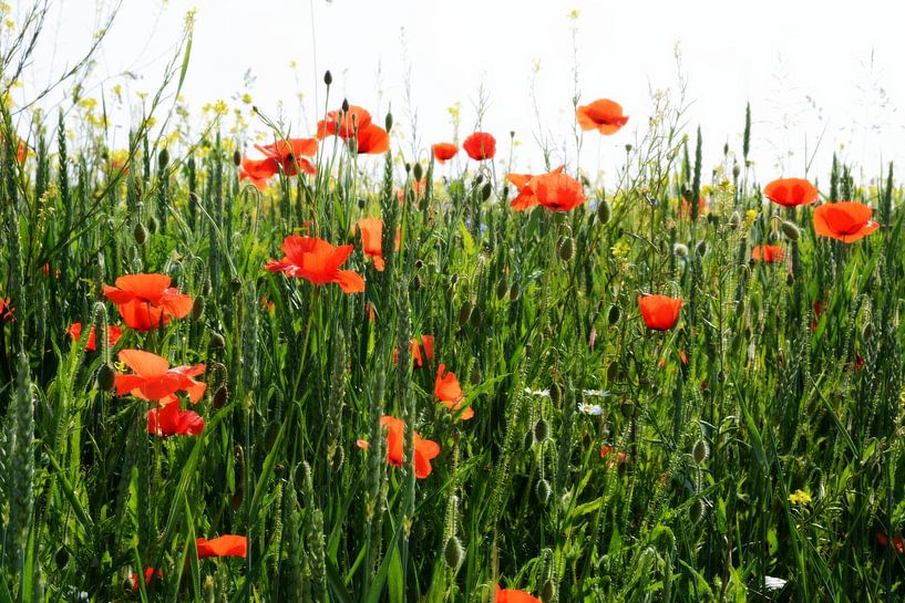 Poppies by Jean Philippe