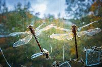 Eingefroren in der Zeit - Libellen gefangen in der Verwesung
