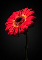 Gerbera