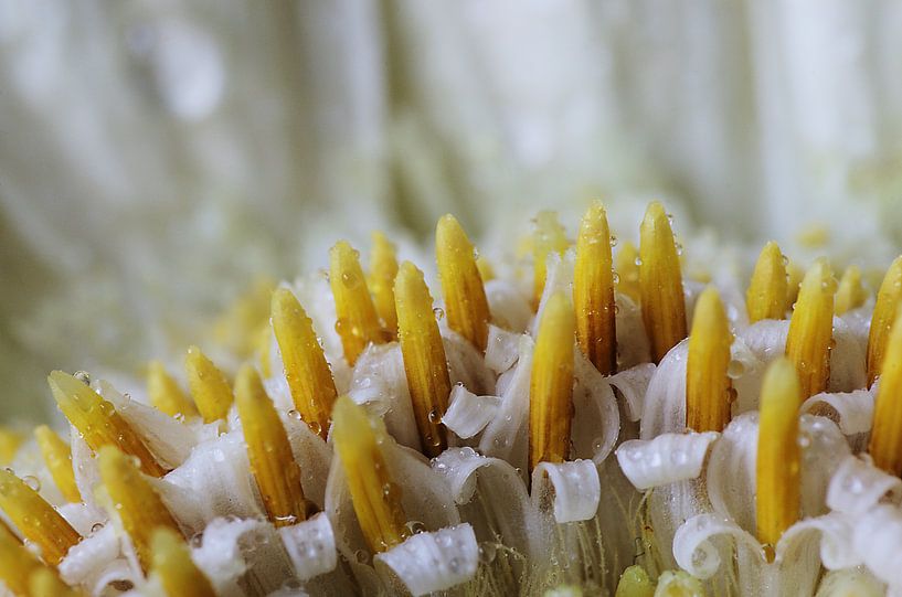 Het gele bos, Gerbera. Macrofotografie by Watze D. de Haan