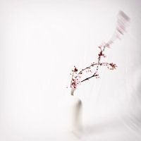 Poetry of Spring: Dancing Blossoms in Pure Light