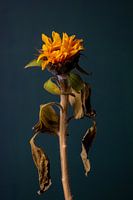 Wilted Sunflower