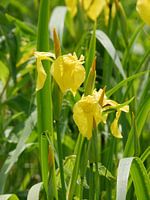 Iris jaunes en fleurs.