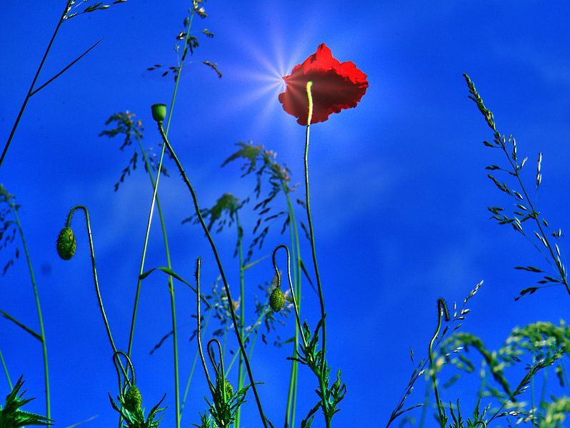 Coquelicot 7 par Edgar Schermaul