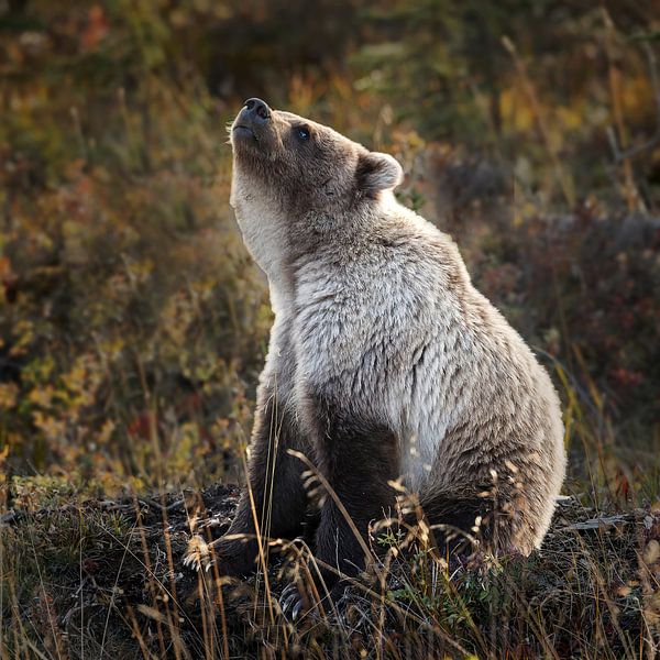 Grizzly beer in Alaska von Menno Schaefer