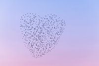 Stare am Himmel bilden ein Herz