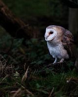 Barn owl
