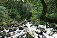 Fluss im Wald 2