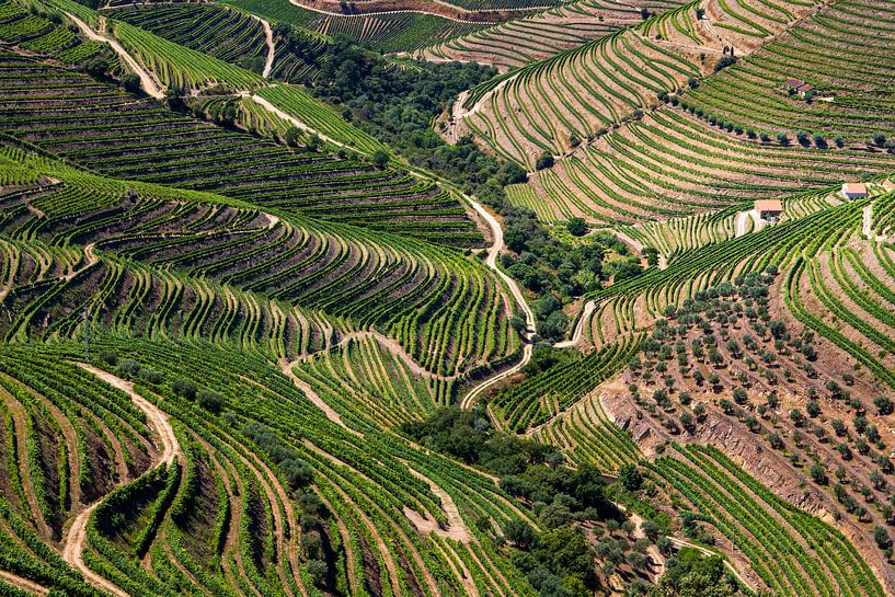 Trauben im Douro-Tal von Antwan Janssen
