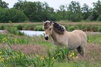 Horse in the Wieden Weerribben