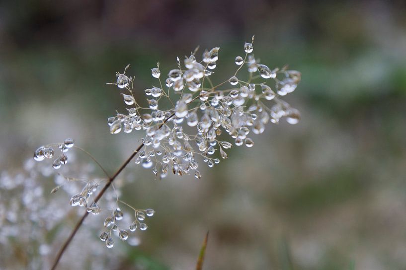 Morning dew pearl drops by Marion Moerland