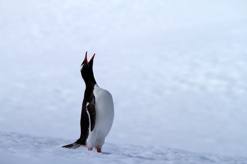 Der Rufer von Angelika Stern
