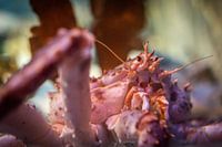 Nahaufnahme einer Königskrabbe