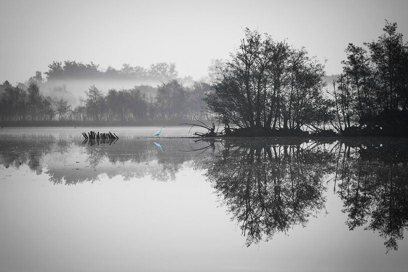 Blauwe reiger von Geert-Jan Timmermans
