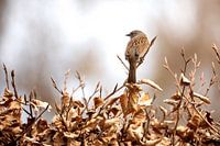 Heckenbraunelle in ihrem natürlichen Lebensraum
