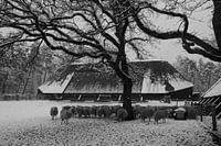 Sheep in winter landscape