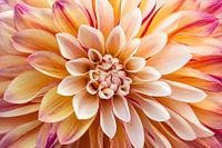 Le dahlia en images