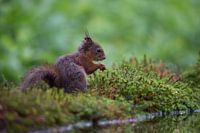 Lief eekhoorntje aan het water.