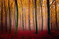 Beautiful beech forest.