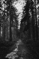 Bospad Veluwe Zwart-Wit