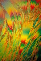 Testosteron propinate