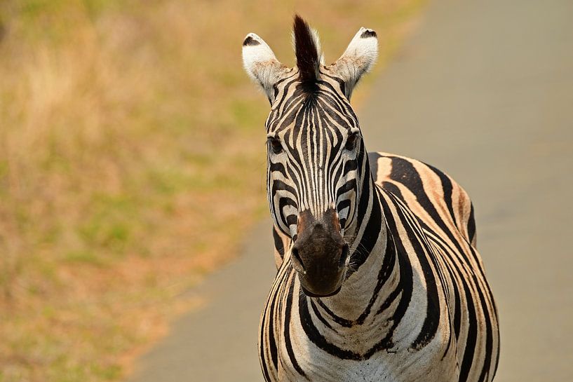Zebra im Hluhluwe Imfolozi Park in Südafrika von Truus Hagen