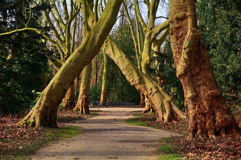 Bäume 20 von Edgar Schermaul