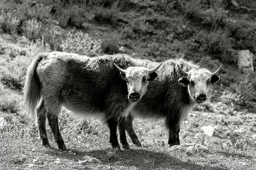 Djuhz in Tibet 2 von Jan van Reij