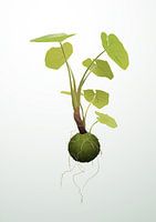 Hängende Kokedama-Illustration
