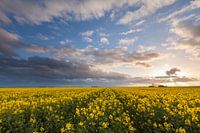 A field of rapeseed in Oostwold