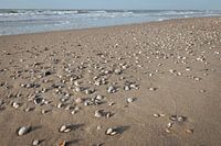 Shells and sand on the North Sea