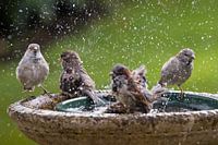 Spatzen im Bad