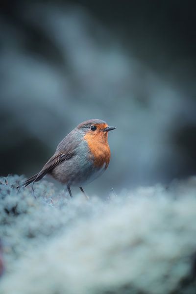 Winterbegegnung Rotkehlchen auf gefrorenem Moos von Ruben Van Dijk