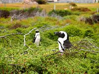 Pinguine in Südafrika