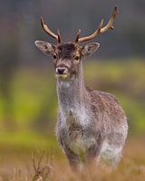 Hirsche in voller Pracht