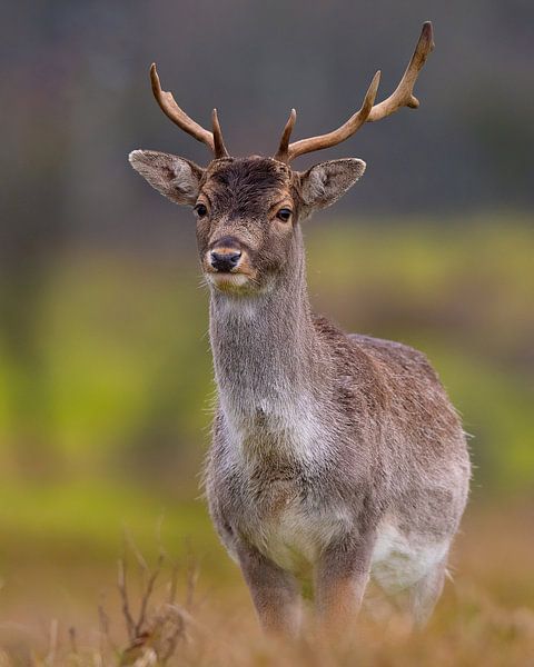Hirsche in voller Pracht von Dennis Bresser
