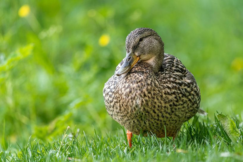 Entenlady von Uwe Ulrich Grün