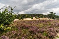 Loonse and Drunenese dunes Roestelberg Heath in bloom.