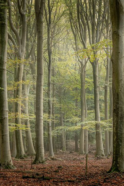 The Beech Forest by Anneke Hooijer
