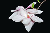 White Magnolia