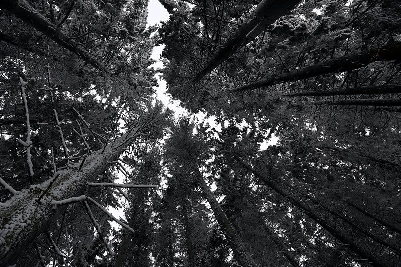 Sneeuw in de bomen von Jeroen Koppes