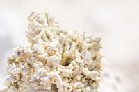 White coral in the sun