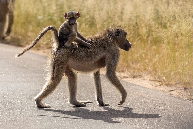 Afrikanischer Baby Affe von Dennis Eckert