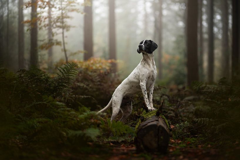 Mystischer Morgen von Nanuq Dog Photography